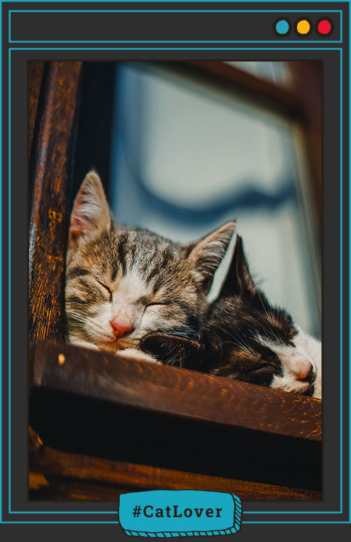 Cat Lover